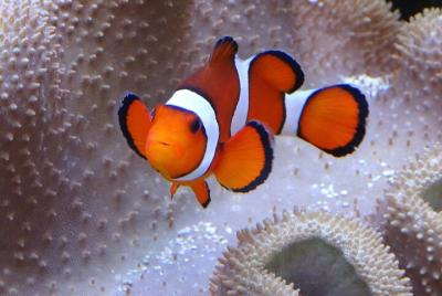 Evite las colas: entrada a SEA LIFE Königswinter