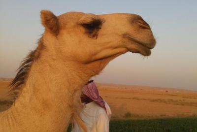 Tour de aventura en grupos pequeños Guía turística del Reino de Arabia Saudita en Alemania Tour de aventura en grupos pequeños Guía turística del Reino de Arabia Saudita en Alemania