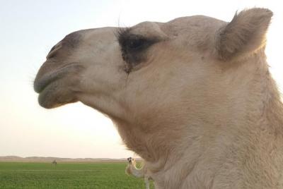 Viaje de ida y vuelta a Arabia Saudita con guía turístico alemán en un grupo pequeño de máximo 6 personas Viaje de ida y vuelta a Arabia Saudita con guía turístico alemán en un grupo pequeño de máximo 6 personas