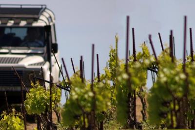 Chania Shore Excursión Viñedo y bodega Tour medio día  Chania Shore Excursión Viñedo y bodega Tour medio día