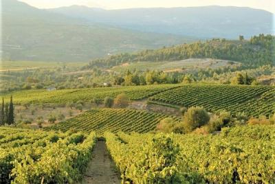 4. Cata de vinos: el embajador de las variedades de uva de Grecia