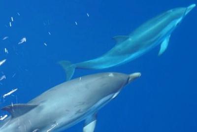 Monte Athos, crucero por la ciudad con lujoso fondo de vidrio