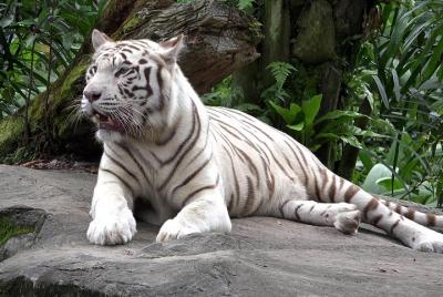 Zoológico de Delhi, tigres blancos y leones con visita al Fuerte