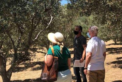 Tour privado y cata de vinos en tierra de Mykonian