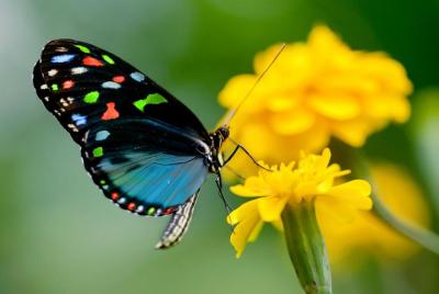 Excursión por la costa de Rodas: Escapada privada de un día al Valle de las Mariposas