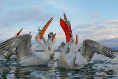 Excursión de un día al lago Kerkini por la vida silvestre desde T Excursión de un día al lago Kerkini por la vida silvestre desde T