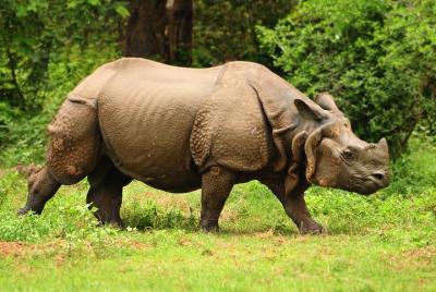 Kaziranga Indian Big Five Wildlife Tour Kaziranga Indian Big Five Wildlife Tour