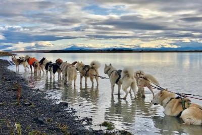 Dog Kart Ride - fuera de la aventura de la nieve husky!