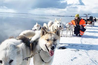Excursión en trineo de perros husky desde la región capital