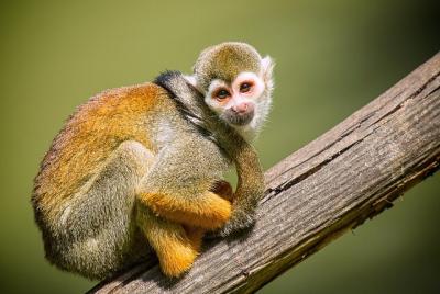  Tour privado de un día completo a Bharatpur desde Agra