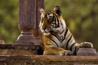 Traslado de ida de Agra a Jaipur con Ranthambore Tiger Wildlife Safari