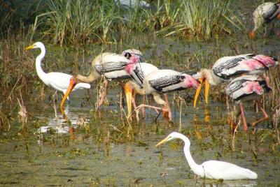 Traslado privado de Agra a Jaipur con el parque Keoladeo incluyendo entrada y almuerzo