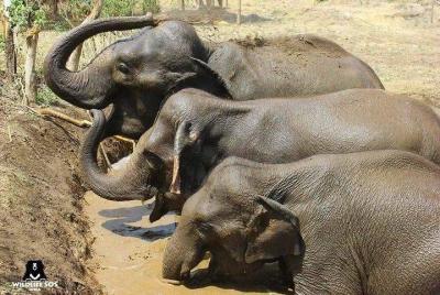 Excursión de un día completo al Centro de conservación de osos y rescate de osos