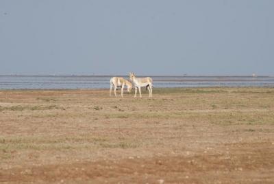 Una visita al burro salvaje indio raro - Un Jeep Safari Una visita al burro salvaje indio raro - Un Jeep Safari