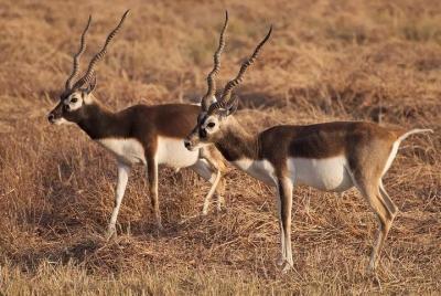 Blackbuck Safari desde Ahmedabad (2 días) Blackbuck Safari desde Ahmedabad (2 días)