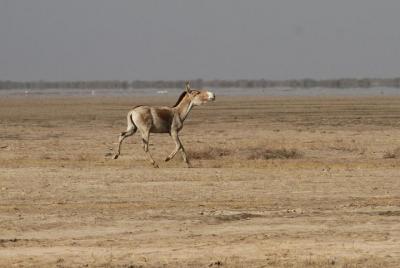 02 noches y 03 días Tour de Ahmedabad con Little Rann of Kutch 02 noches y 03 días Tour de Ahmedabad con Little Rann of Kutch