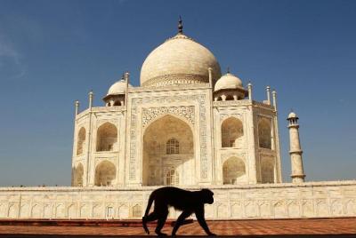 Excursión de un día al Taj Mahal y Agra desde Ahmedabad con vuelos comerciales de regreso Excursión de un día al Taj Mahal y Agra desde Ahmedabad con vuelos comerciales de regreso
