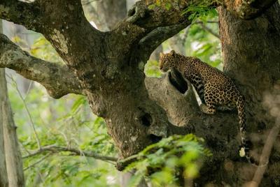 Parque Nacional Kabini Nagarhole de Bangalore