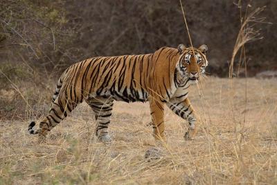 Bangalore a Parque nacional Nagarhole