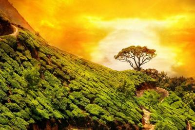 Wayanad Wildlife Heaven de Bangalore