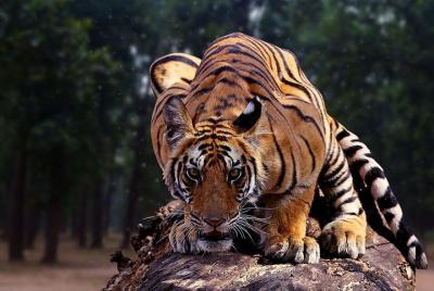 Experiencia Increíble de Madhya Pradesh en 2N y 3D - Parque Nacional Kanha Ex Jabalpur