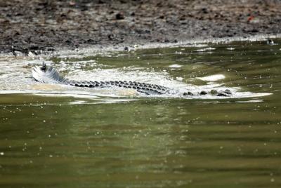 Bhitarkanika Mangrove Forest Tour (3 días)
