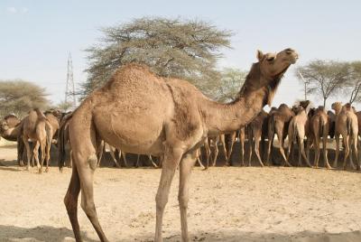Granja de cría de camellos Bikaner y otros aspectos destacados Granja de cría de camellos Bikaner y otros aspectos destacados