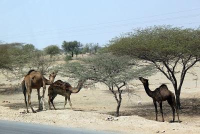 Un Camel Safari con High Tea y música local Un Camel Safari con High Tea y música local
