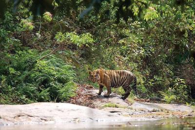 Reserva de tigres de Parambikulam desde Coimbatore Reserva de tigres de Parambikulam desde Coimbatore