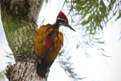 Viaje privado de 2 días y 1 noche de observación de aves en Kotagiri Viaje privado de 2 días y 1 noche de observación de aves en Kotagiri