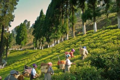 Excursión a Tea Estate Tour con Tea Processing Tour con transporte Excursión a Tea Estate Tour con Tea Processing Tour con transporte