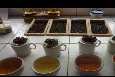 Una excursión al mundo del famoso té Darjeeling Una excursión al mundo del famoso té Darjeeling