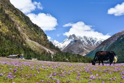 Gangtok + Lachung + Pelling + Darjeeling (09 Ninghts / 10 días) Gangtok + Lachung + Pelling + Darjeeling (09 Ninghts / 10 días)