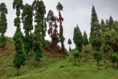 Caminata ecológica Hariyali Caminata ecológica Hariyali