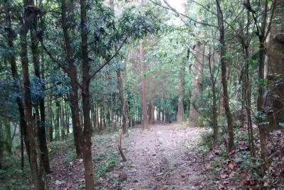 Trailwalking Trailwalking