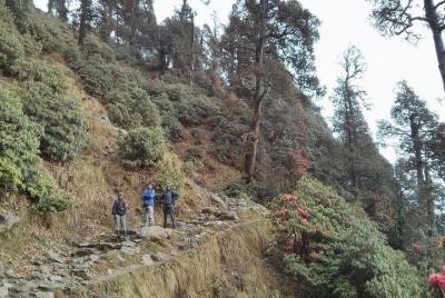 Trekking en la naturaleza cerca de Dharamshala con almuerzo Trekking en la naturaleza cerca de Dharamshala con almuerzo