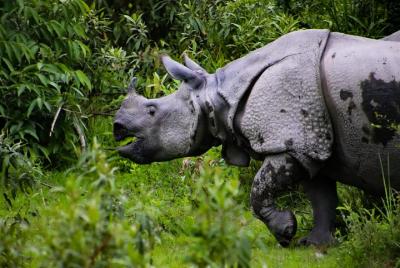 Kaziranga Wildlife Tour desde Guwahati Kaziranga Wildlife Tour desde Guwahati