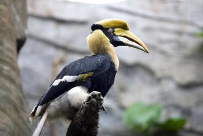 De Hornbill, Tiger y Rhino De Hornbill, Tiger y Rhino's del parque Guwahati Manas