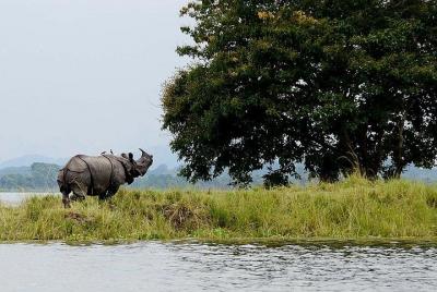Especial de safari Kaziranga 4D / 3N Especial de safari Kaziranga 4D / 3N