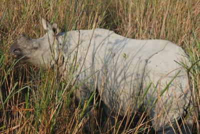 Guwahai, Kaziranga y Majuli Island Tour (5 días) Guwahai, Kaziranga y Majuli Island Tour (5 días)