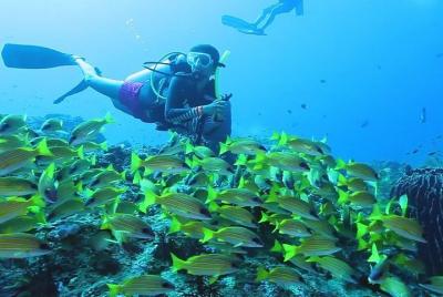 Descubre el buceo (Shore)