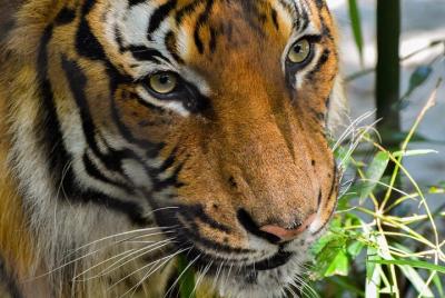 Wild Life Sanctuary y Safari en Srisailam: ¡el más grande y más joven de India! Wild Life Sanctuary y Safari en Srisailam: ¡el más grande y más joven de India!