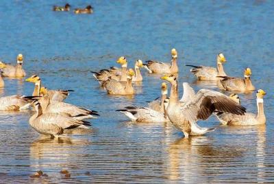 Excursión de un día a Sariska desde Jaipur: un recorrido en automóvil privado Excursión de un día a Sariska desde Jaipur: un recorrido en automóvil privado