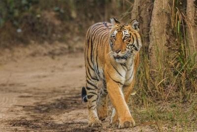 Tour privado de un día completo al Parque Nacional Sariska Tiger en auto desde Jaipur Tour privado de un día completo al Parque Nacional Sariska Tiger en auto desde Jaipur