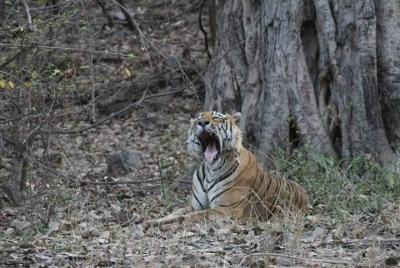 Excursión privada de un día completo a Ranthambore Excursión privada de un día completo a Ranthambore