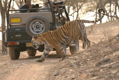 Excursión de un día al parque nacional de Ranthambore desde Jaipur con safari compartido Excursión de un día al parque nacional de Ranthambore desde Jaipur con safari compartido
