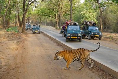 Safari privado de día completo en el Parque Nacional Ranthambore desde Jaipur
