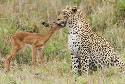 Jhalana Safari Park Leopard- One Jungle Jeep Safari y una noche de estadía en el hotel