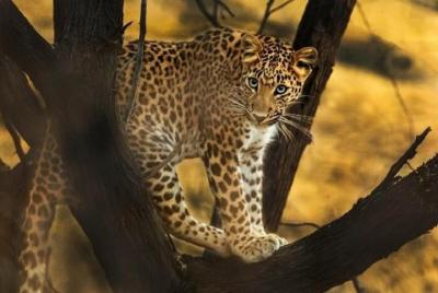 Actividades al aire libre de un día completo en Jaipur con entradas