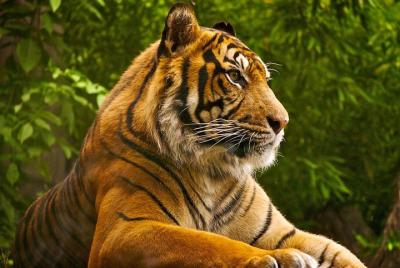Tour privado: durante la noche (2 días) Ranthambore Tiger Safari Tour desde Jaipur